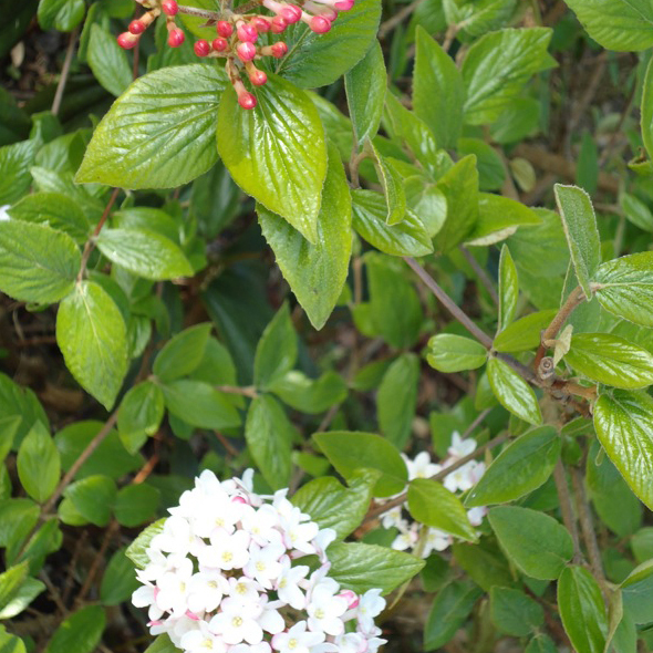 Viburnum x burkwoodii - Viorne persistante