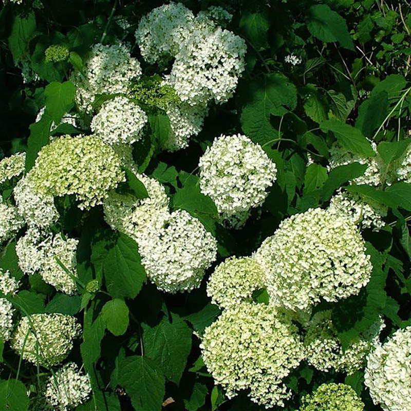 Hydrangea arborescens Annabelle - Hortensia Annabelle - Hortensia arbustif