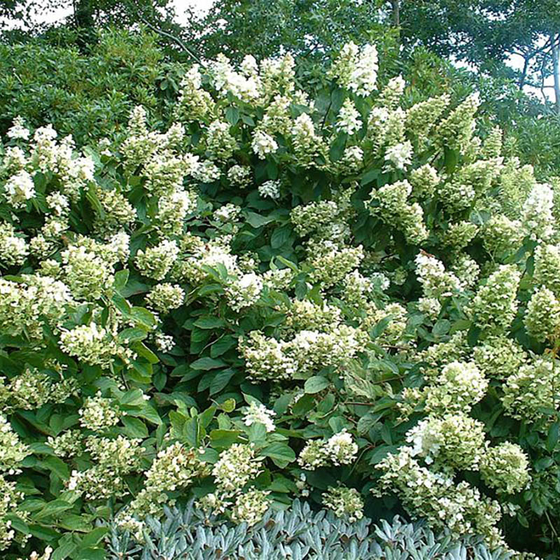 Hydrangea paniculata Unique - Hortensia arbustif