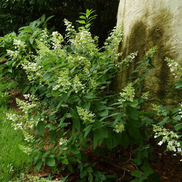 Hydrangea paniculata Unique - Hortensia arbustif