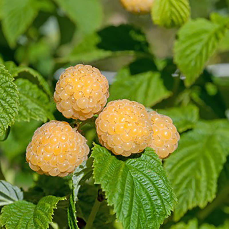 Framboisier Fall Gold - Rubus idaeus Fall Gold