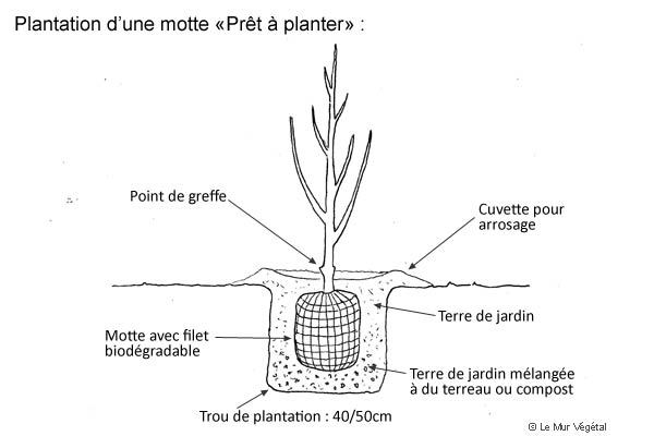 Schéma d'une motte prête à planter