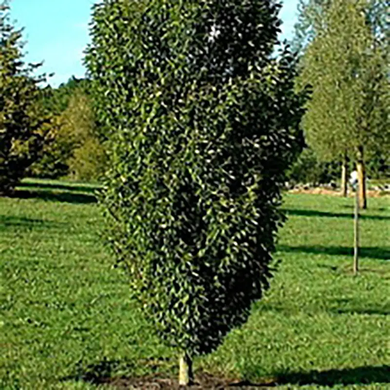 Carpinus betulus Frans Fontaine