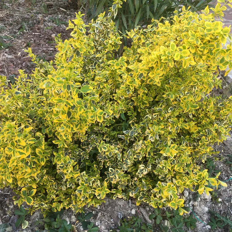 Euonymus  fortunei Emerald\'n Gold
