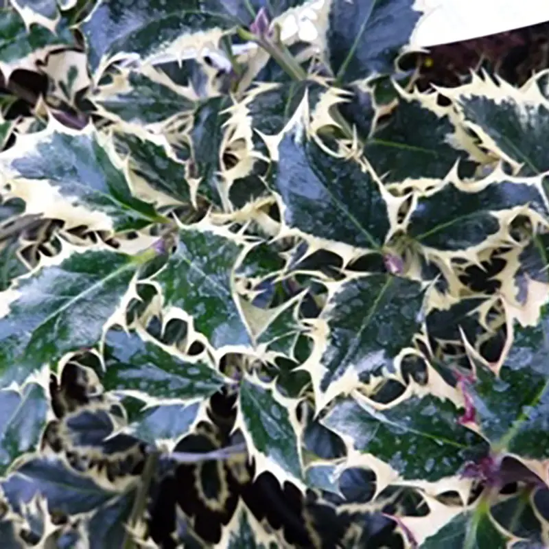 Ilex aquifolium Albomarginata