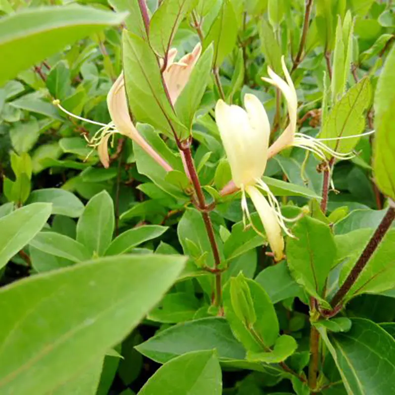 Lonicera japonica Halliana