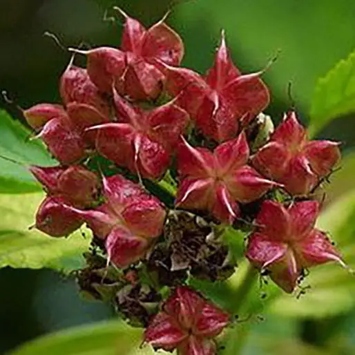 Physocarpus opulifolius Dart\