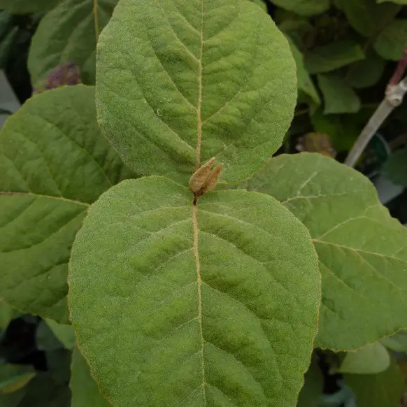 Viburnum carcephalum (Plant greffé)