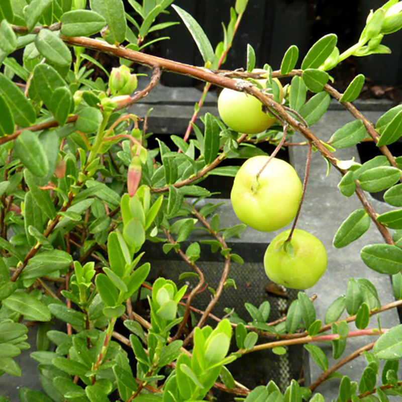 Canneberge ou cranberry Big pearl - Vaccinium macrocarpon