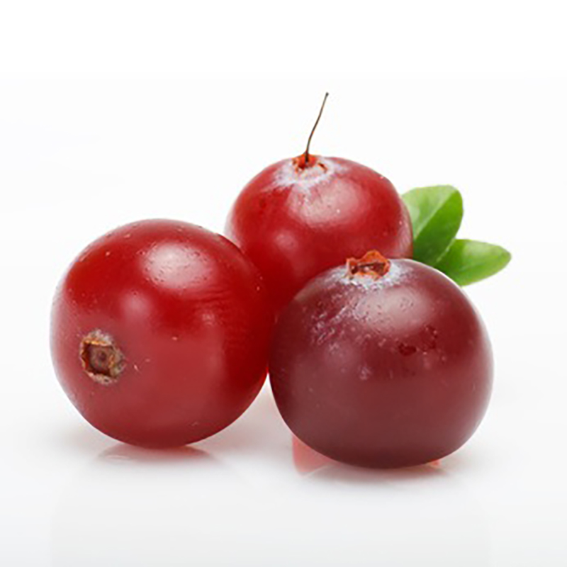Canneberge ou cranberry Big pearl - Vaccinium macrocarpon